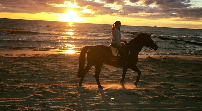 Pferd am Ostseestrand auf Usedom